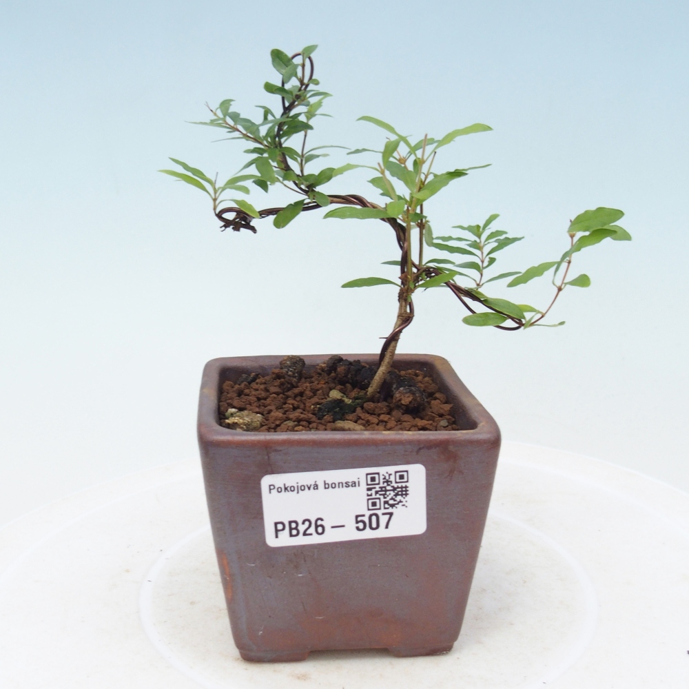 Szobai bonsai-PUNICA granatum nana-gránátalma