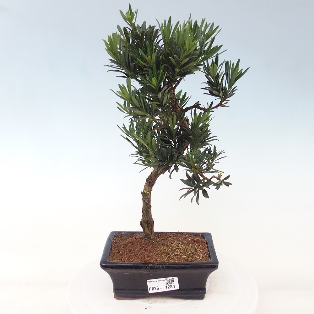 Szobai bonsai - Podocarpus - Kőtiszafa