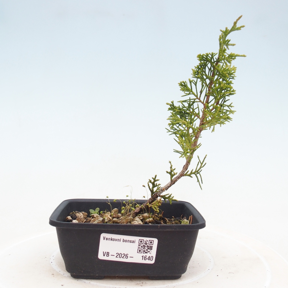 Kültéri bonsai - Juniperus chinensis Itoigawa