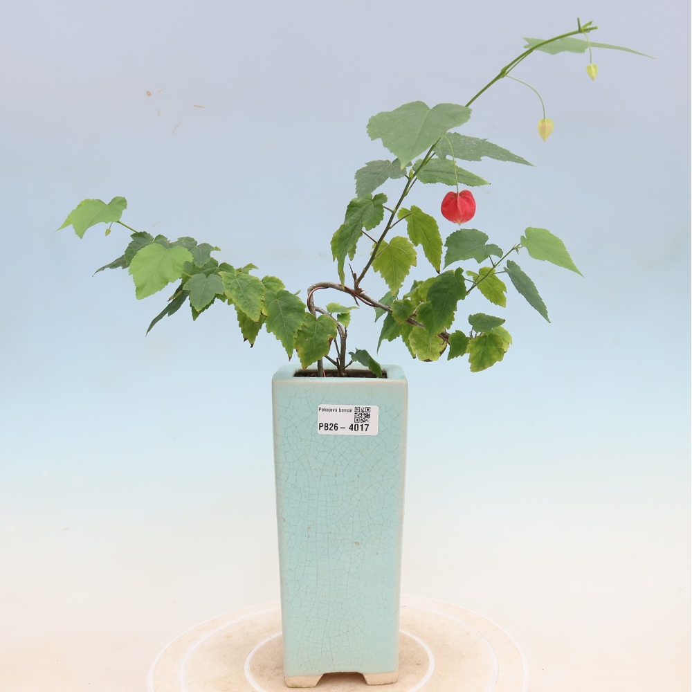 Beltéri bonsai - Abutilon Big Bell - Felhőbogyó