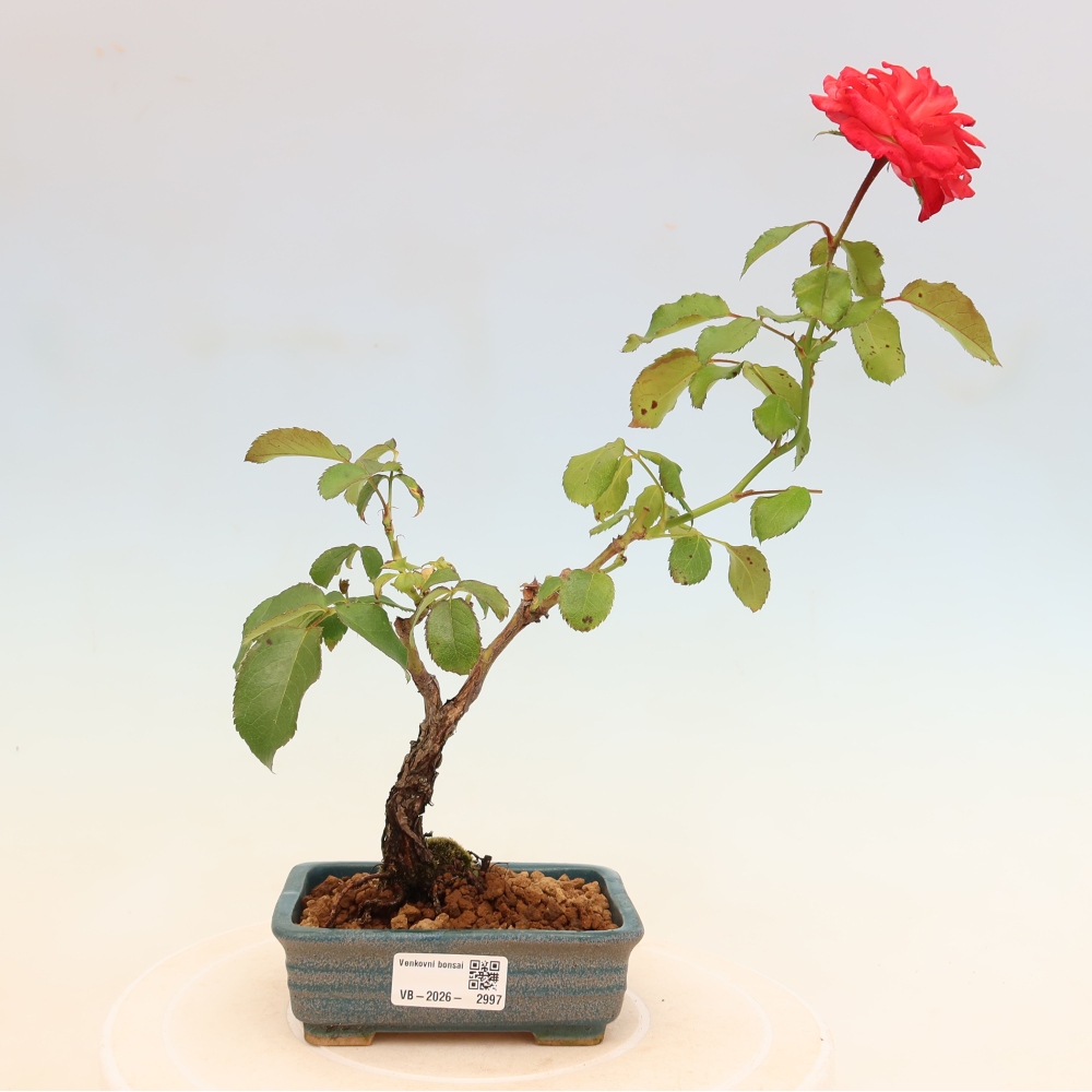 Kültéri bonsai - Rosa Kordes - rózsa