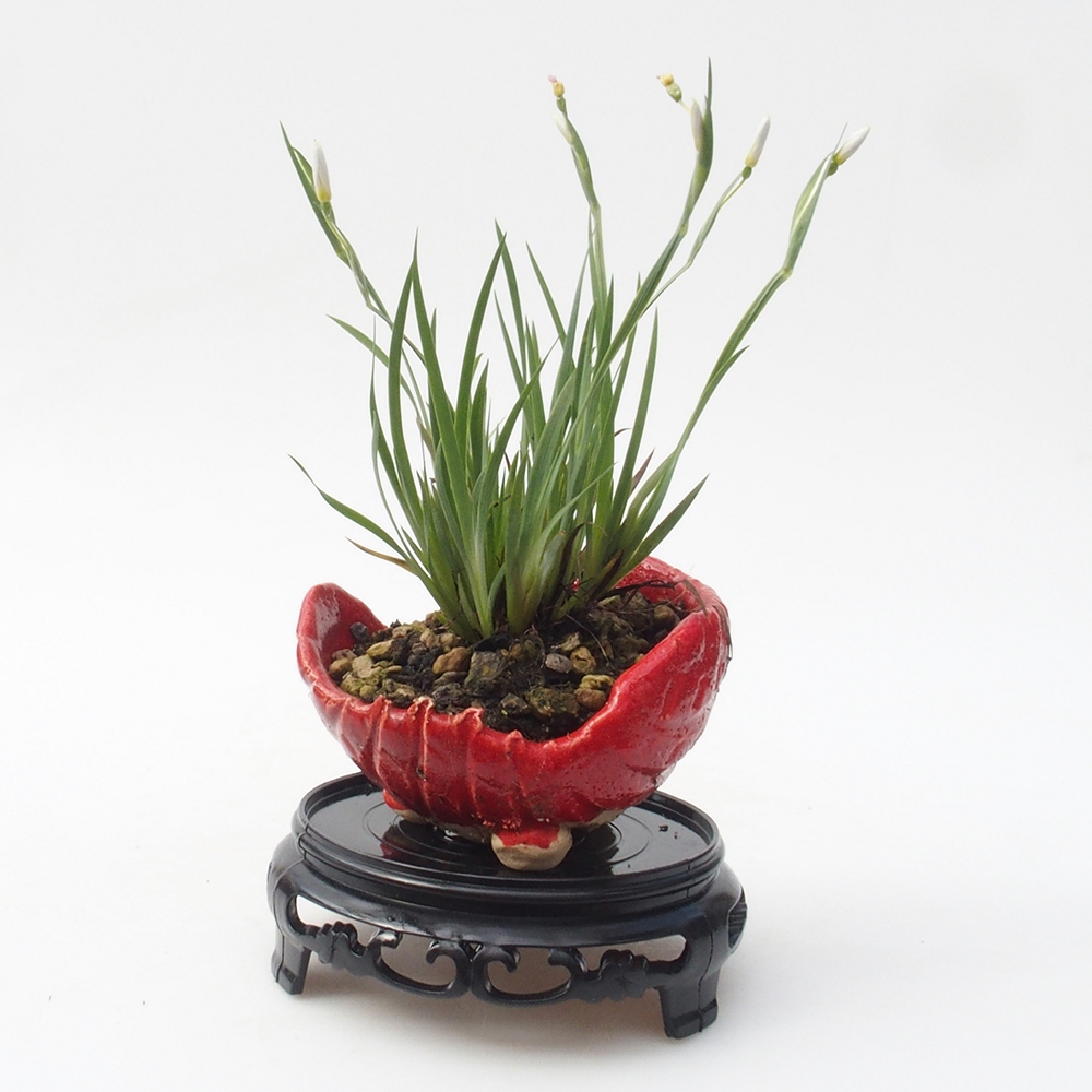 Bonsai asztal műanyag, kerek 10 x 10 x 3,5 cm, fekete