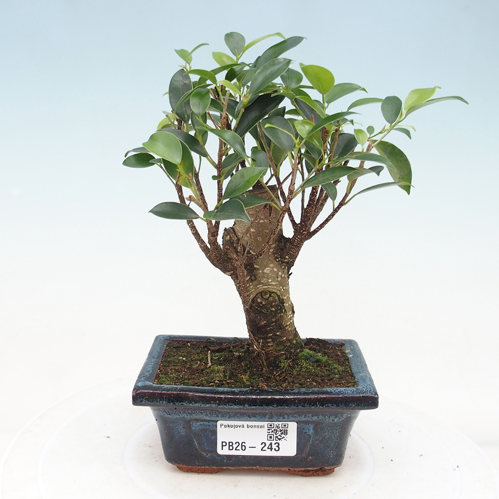 Szoba bonsai Ficus retusa kimmen