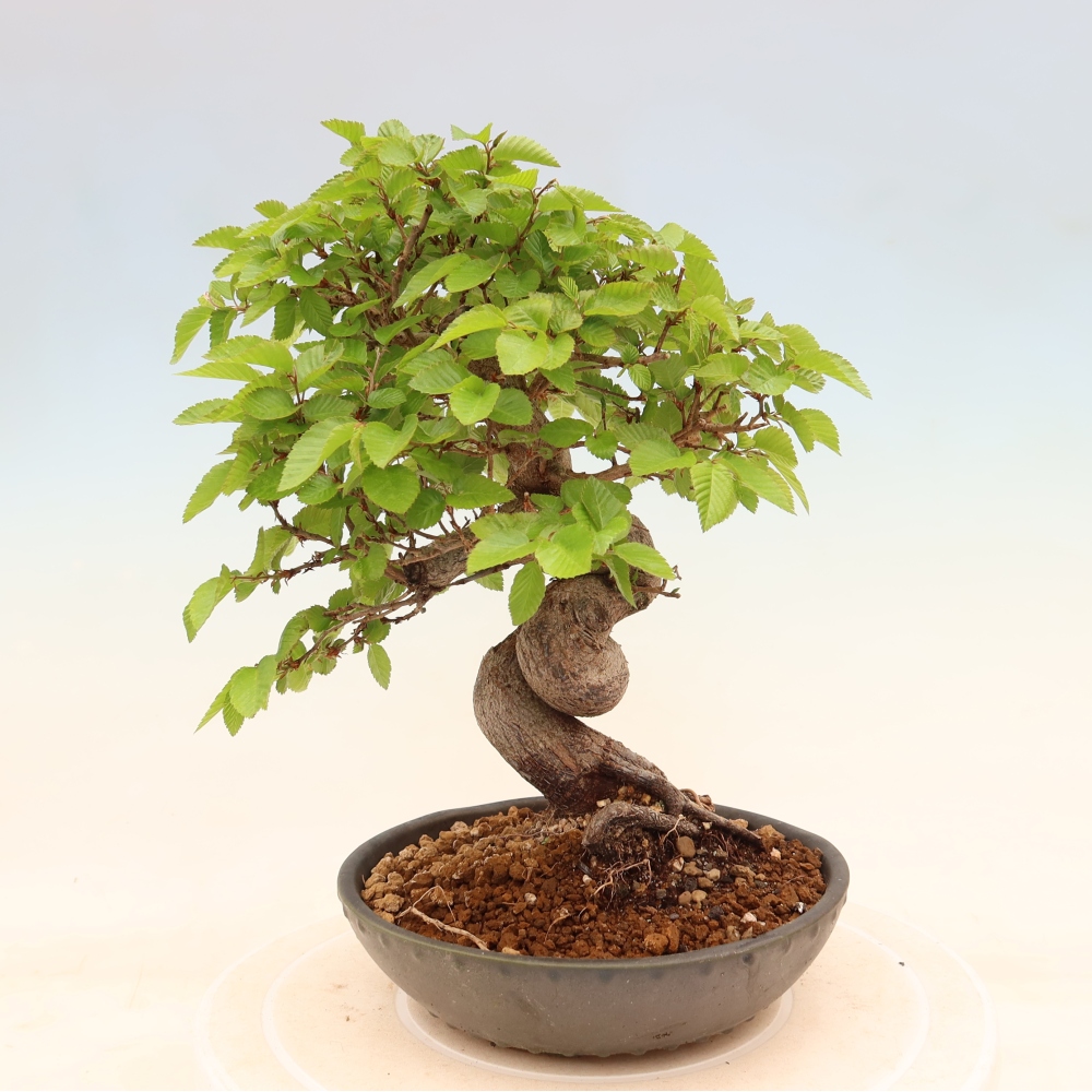 Kültéri bonsai -Carpinus Coreana - Koreai gyertyánfa