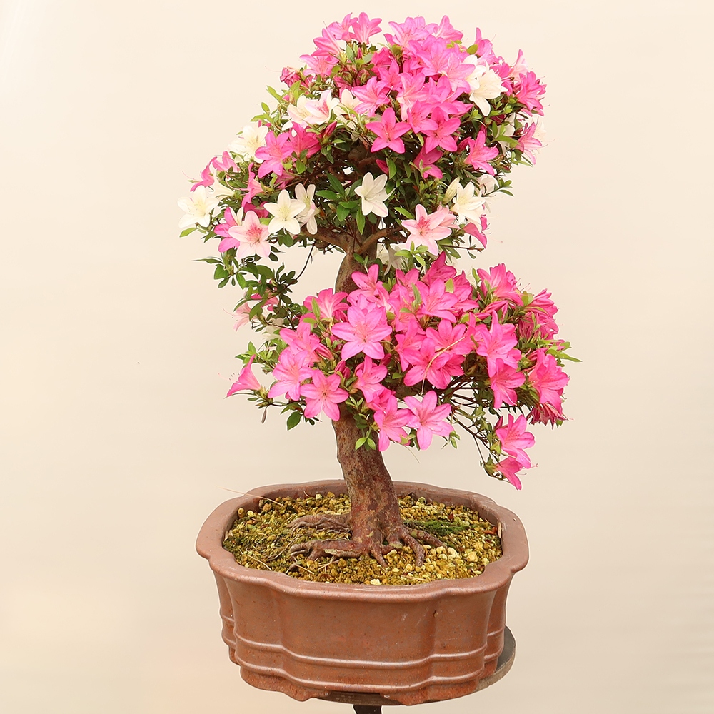 Kültéri bonsai - Japán azálea - Azalea Miyabihime