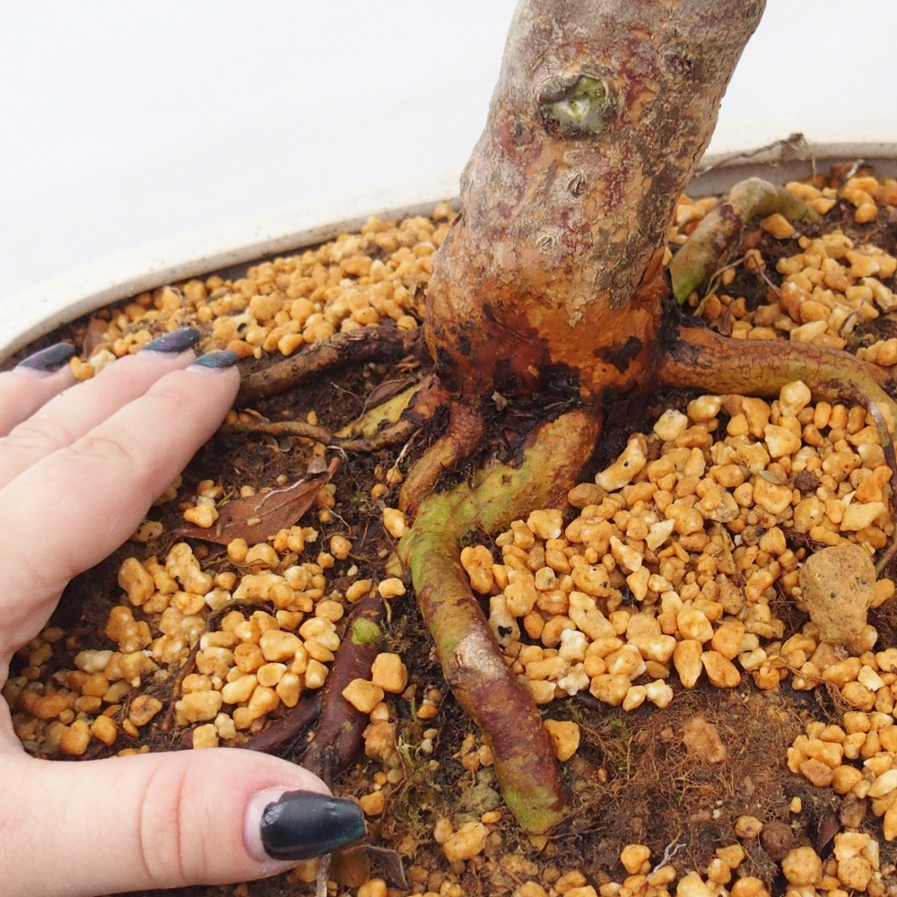 Kültéri bonsai - Japán azálea - Azalea Hanatsuzuri