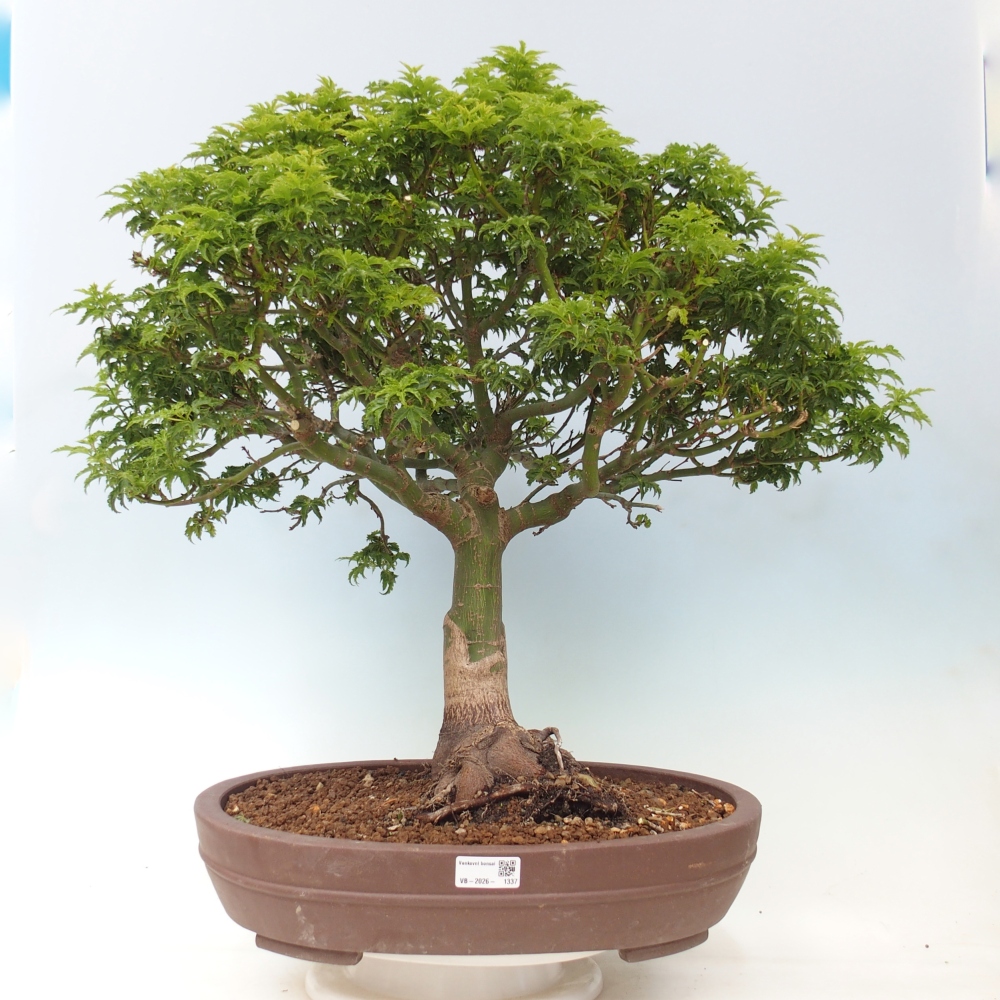 Kültéri bonsai -Javor pálma Acer palmatum Shishigashira