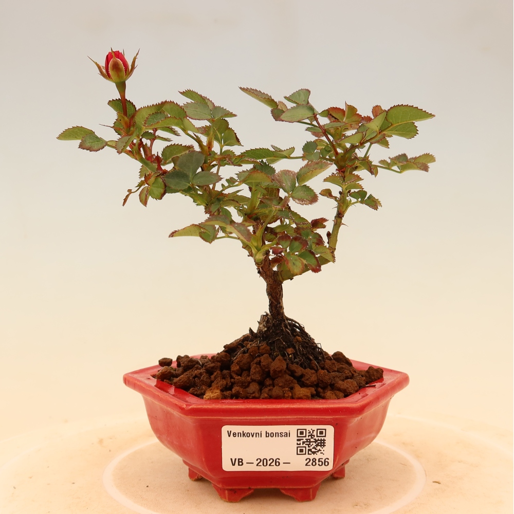 Kültéri bonsai - Rosa Kordes - rózsa