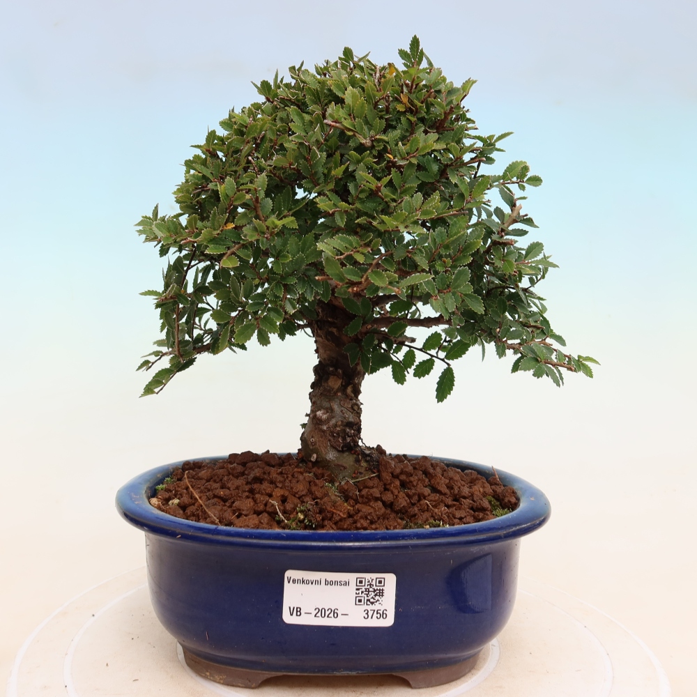 Kültéri bonsai - Zelkova - Zelkova NIRE