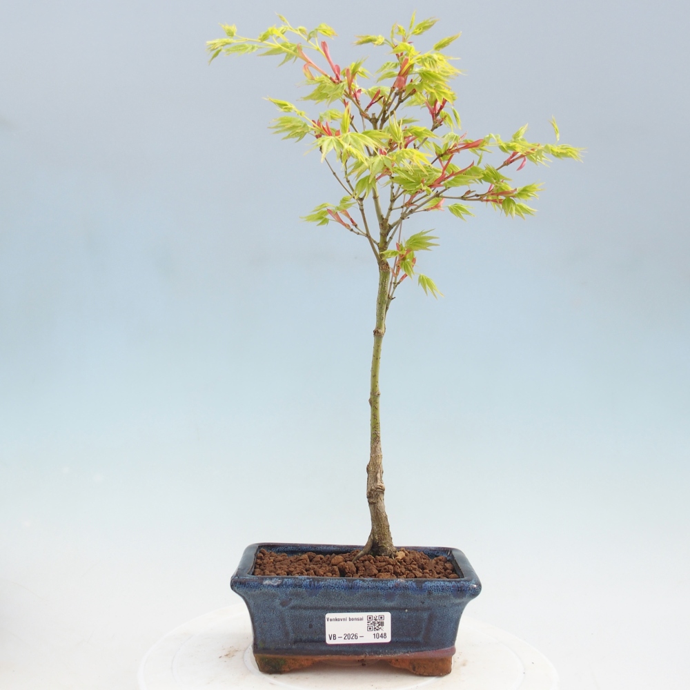 Acer palmatum Aureum - Arany juhar