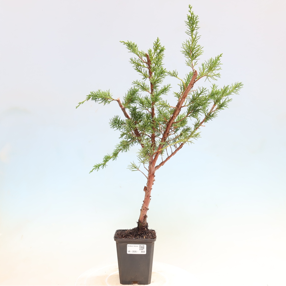 Kültéri bonsai - Juniperus chinensis Kishu