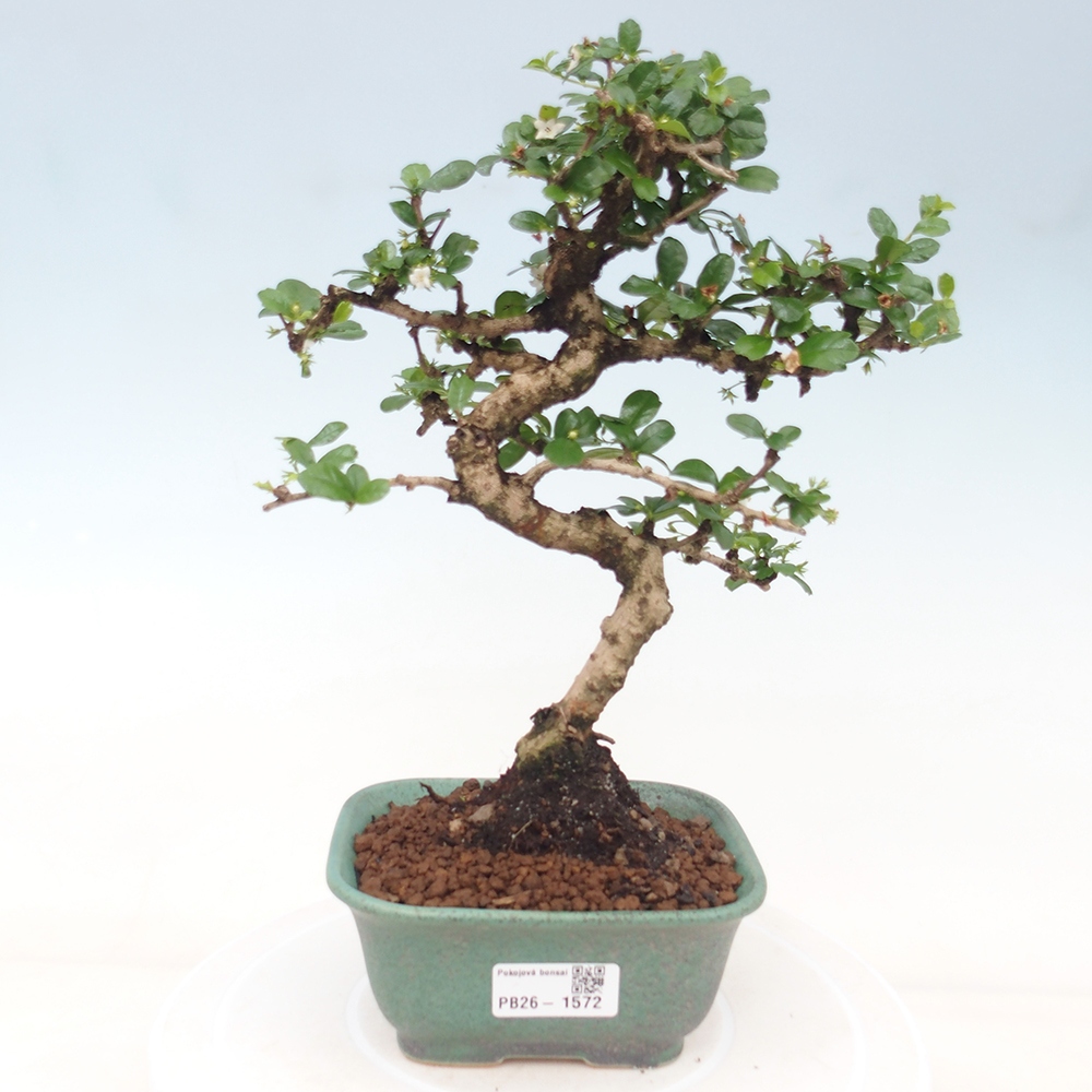 Szobai bonsai - Carmona macrophylla - Tea fuki