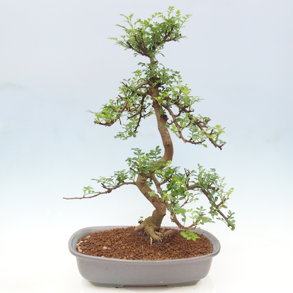Szobai bonsai - Zantoxylum piperitum - borsfa