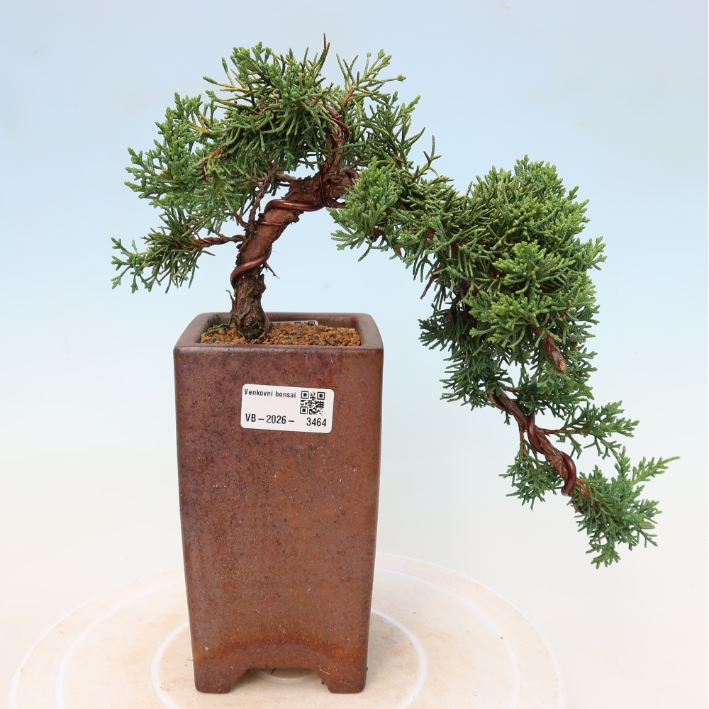 Kültéri bonsai - Juniperus chinensis Kishu