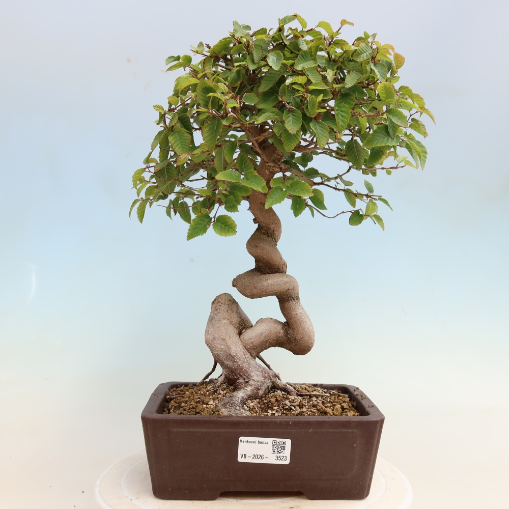 Kültéri bonsai -Carpinus CARPINOIDES - Koreai gyertyánfa