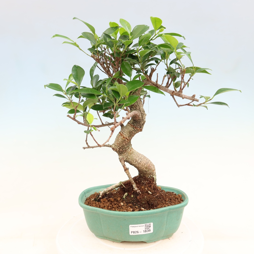 Szobai bonsai - Ficus retusa - kislevelű fikusz