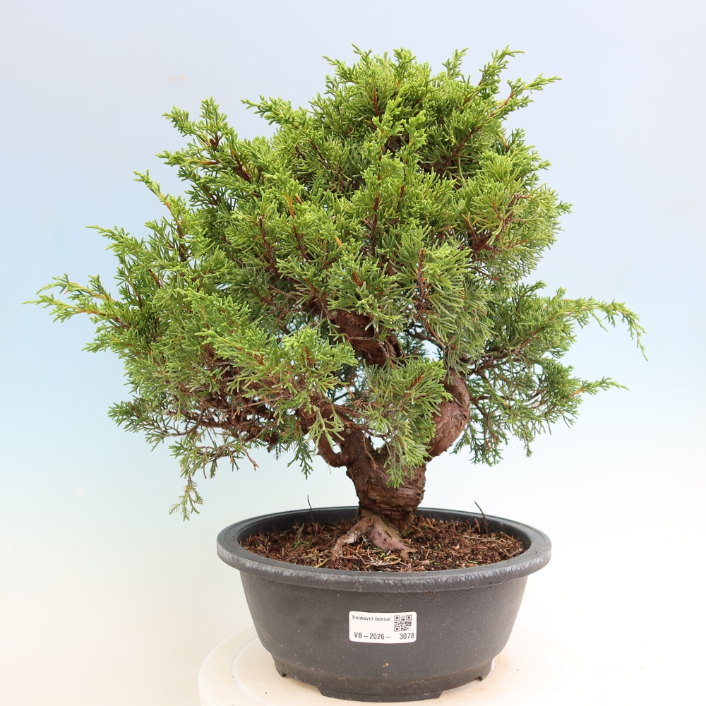 Kültéri bonsai - Juniperus chinensis Itoigawa-Juniperus chinensis