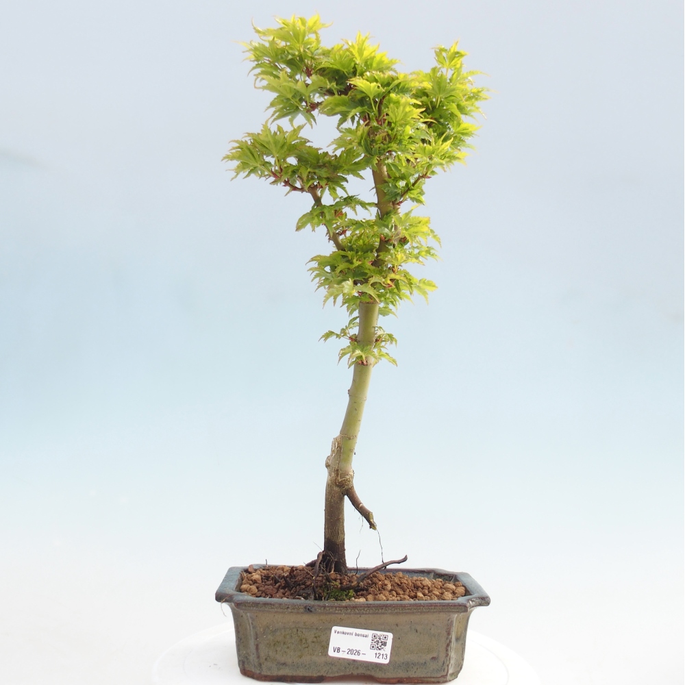 Kültéri bonsai -Javor pálma Acer palmatum Shishigashira