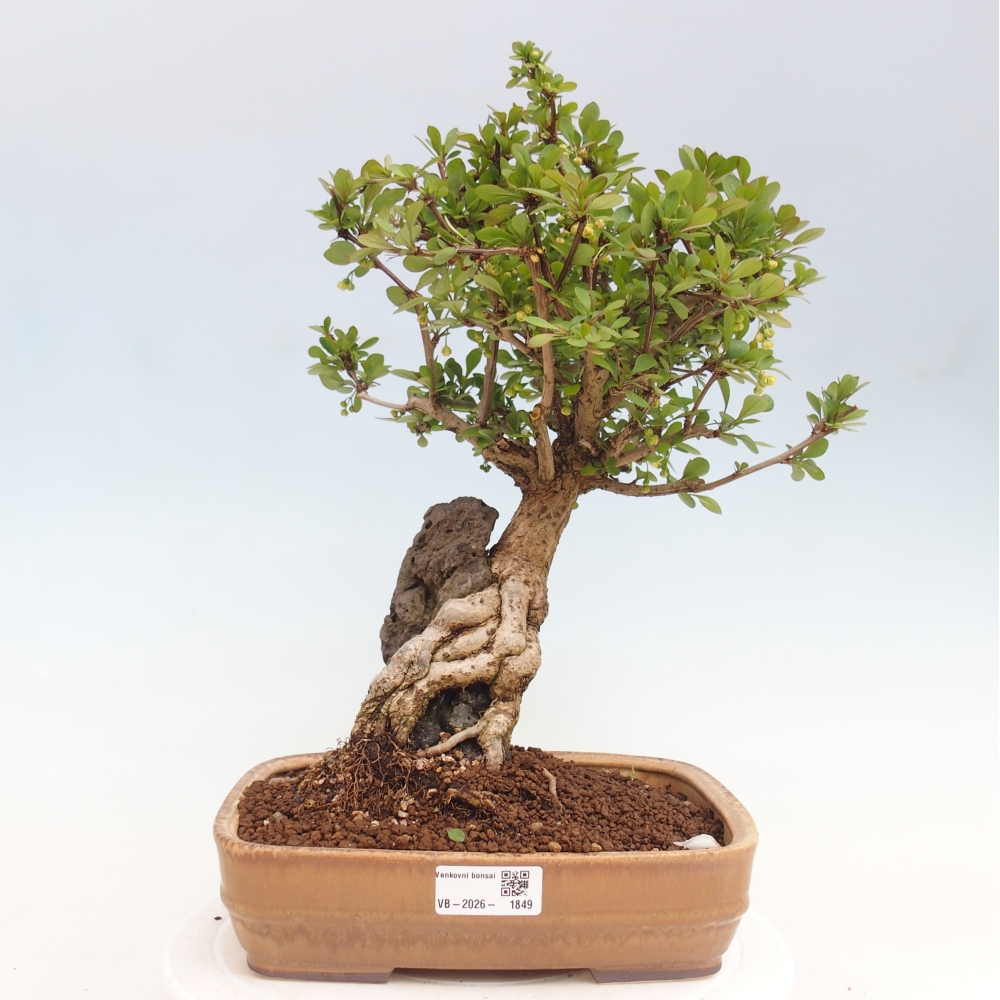 Kültéri bonsai - Berberis coreana