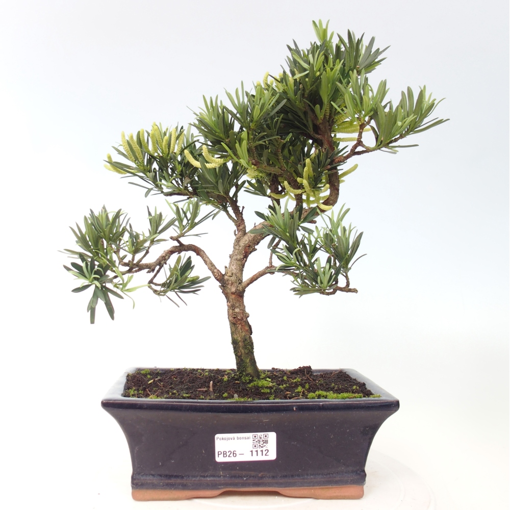 Szobai bonsai - Podocarpus - Kőtiszafa