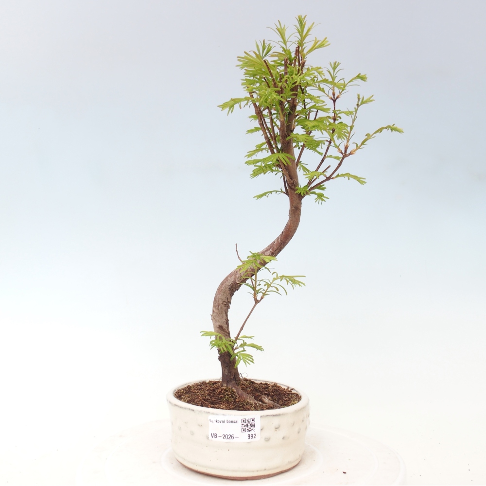 Kültéri bonsai - Metasequoia glyptostroboides - Kínai metasequoia