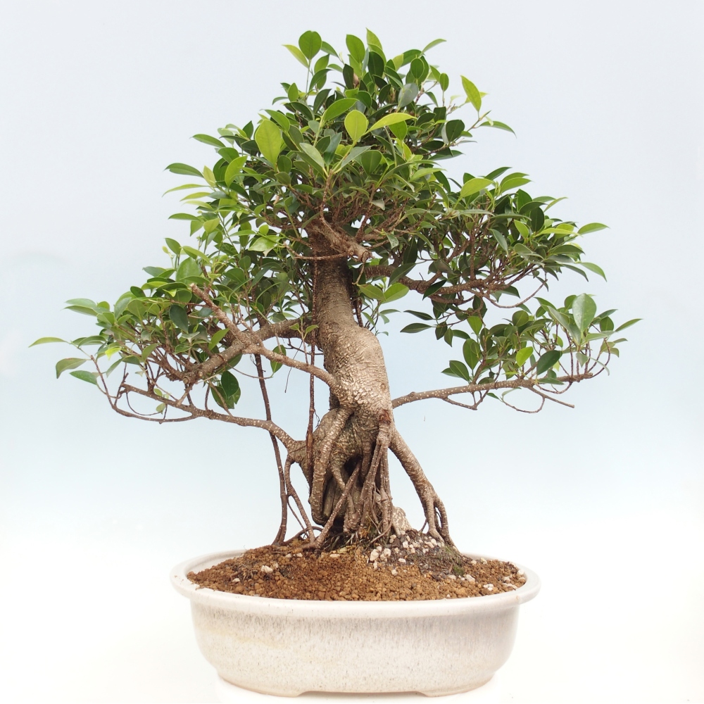 Szobai bonsai - Ficus kimmen - kislevelű fikusz - CSAK SZEMÉLYES Begyűjtés vagy raklapos szállítás