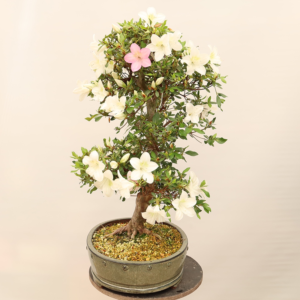 Kültéri bonsai - Japán azálea - Azálea kéz