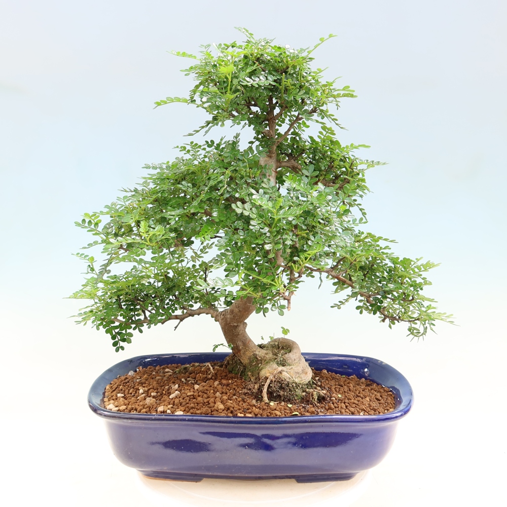 Szobai bonsai - Zantoxylum piperitum - borsfa