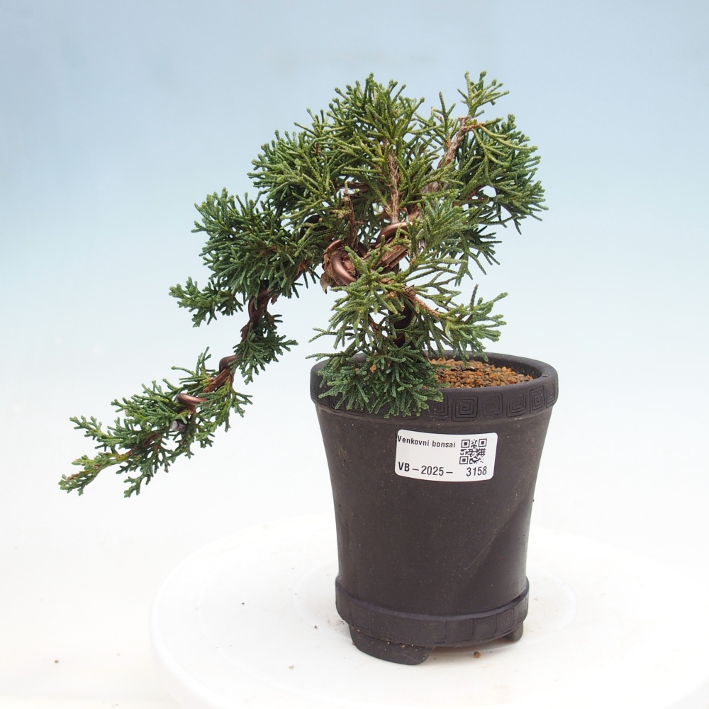 Kültéri bonsai - Juniperus chinensis Kishu