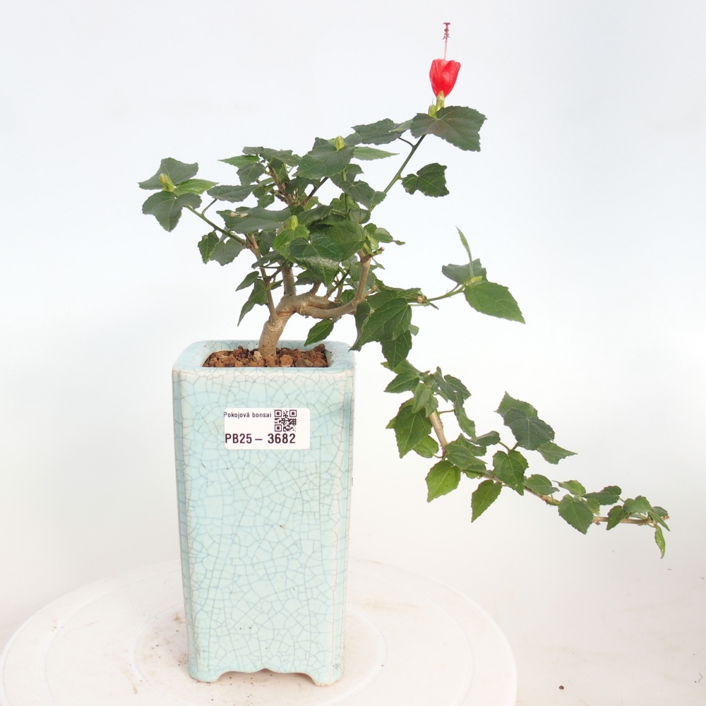 Beltéri bonsai - Malvaviscus arboreus