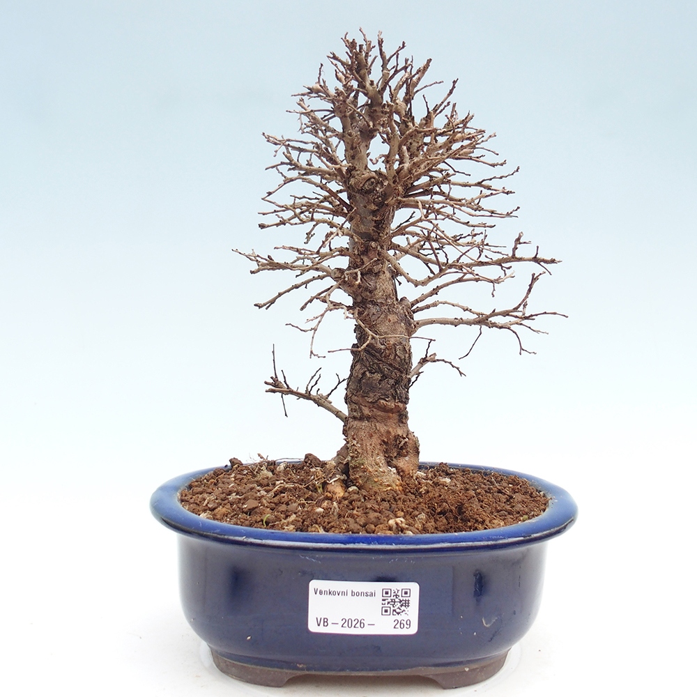 Kültéri bonsai - Zelkova - Zelkova NIRE