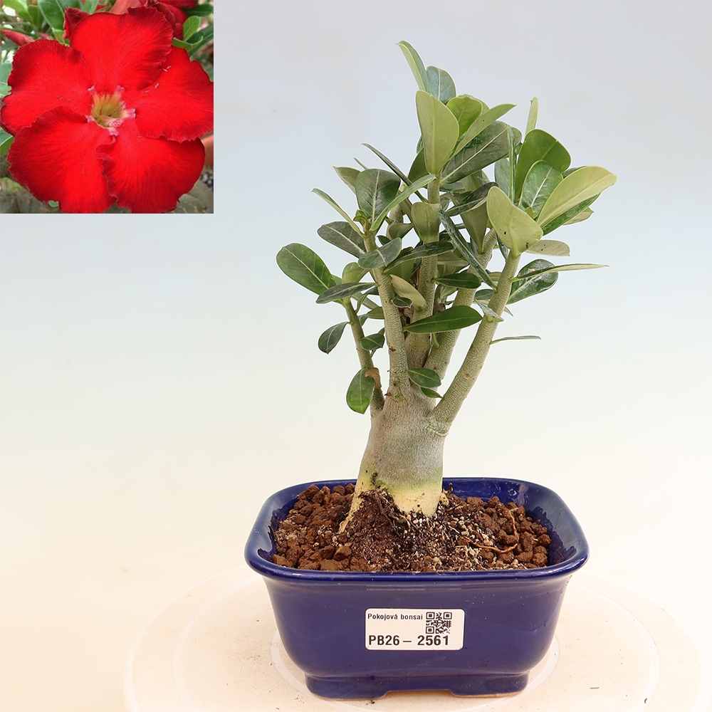 Szobabonsai – Adenium obesum Red Star – Sivatagi rózsa