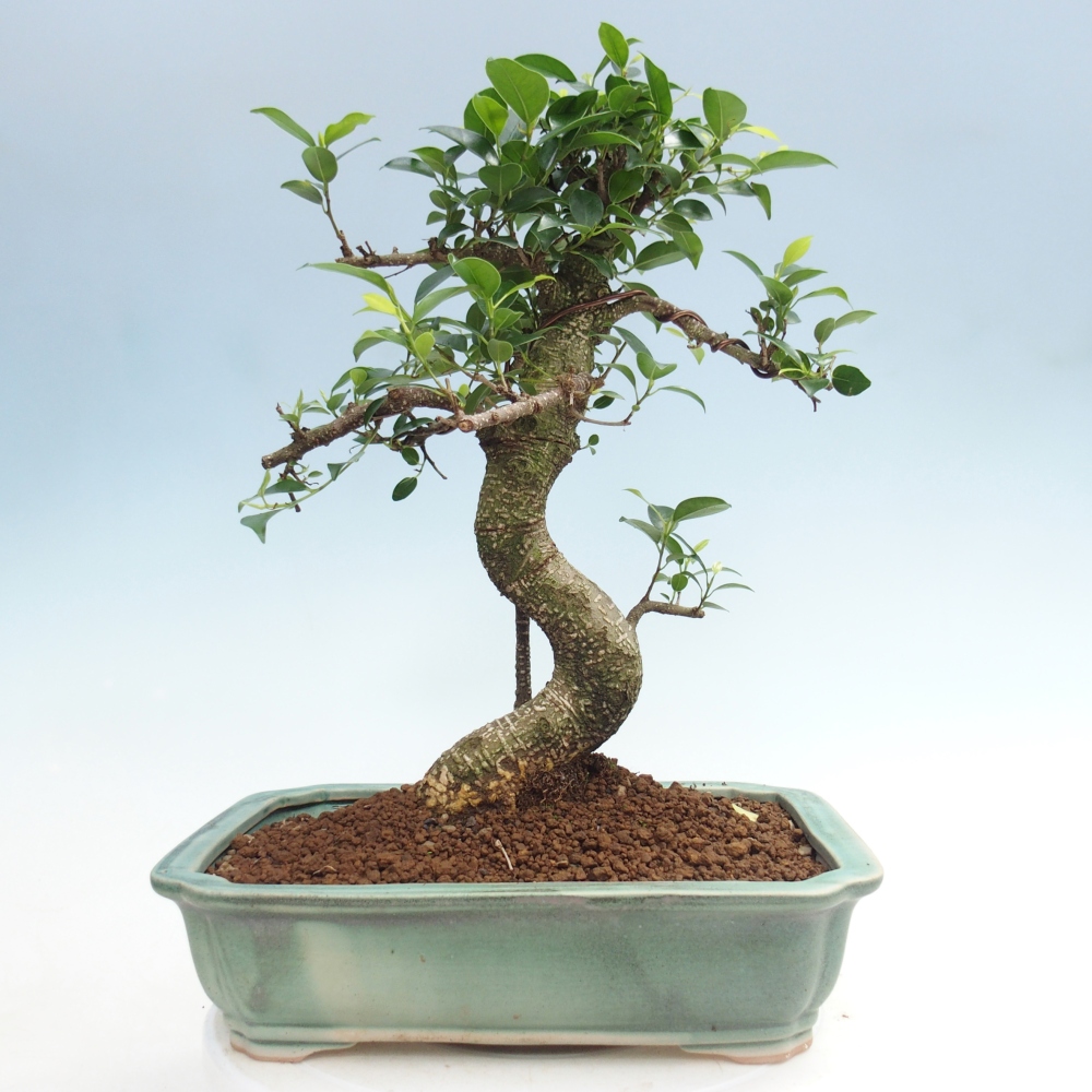 Szobai bonsai - Ficus kimmen - kislevelű fikusz