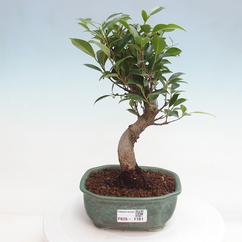 Szobai bonsai - Ficus retusa - kislevelű fikusz