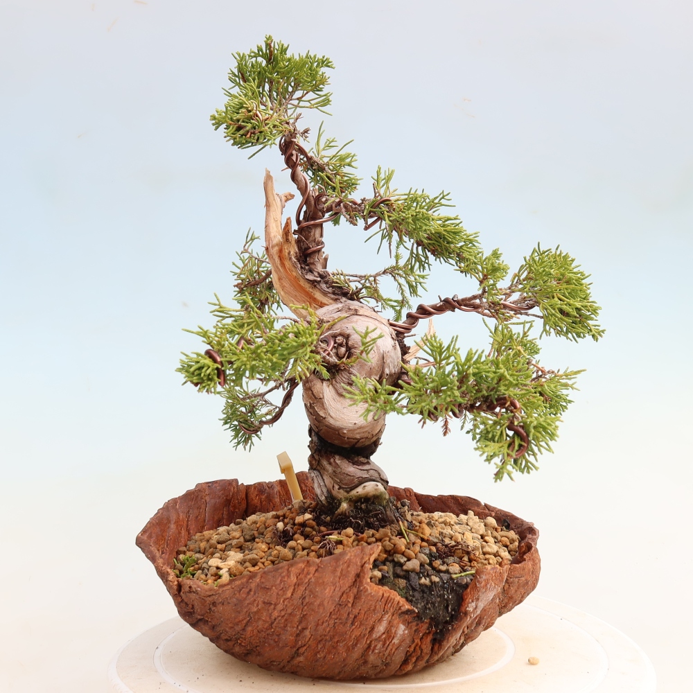 Kültéri bonsai - Juniperus chinensis Itoigawa-Juniperus chinensis
