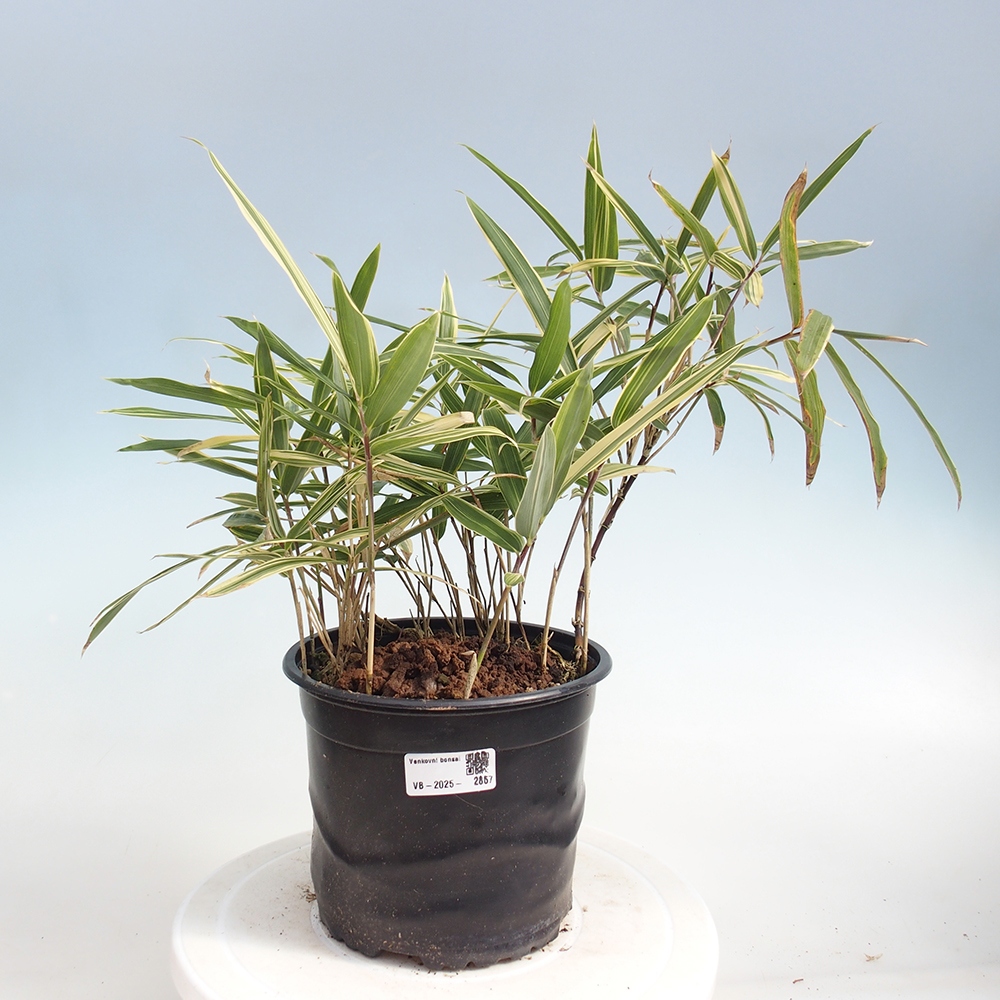 Kültéri bonsai - Sasaella masamuneana Albostriata - Bambusz