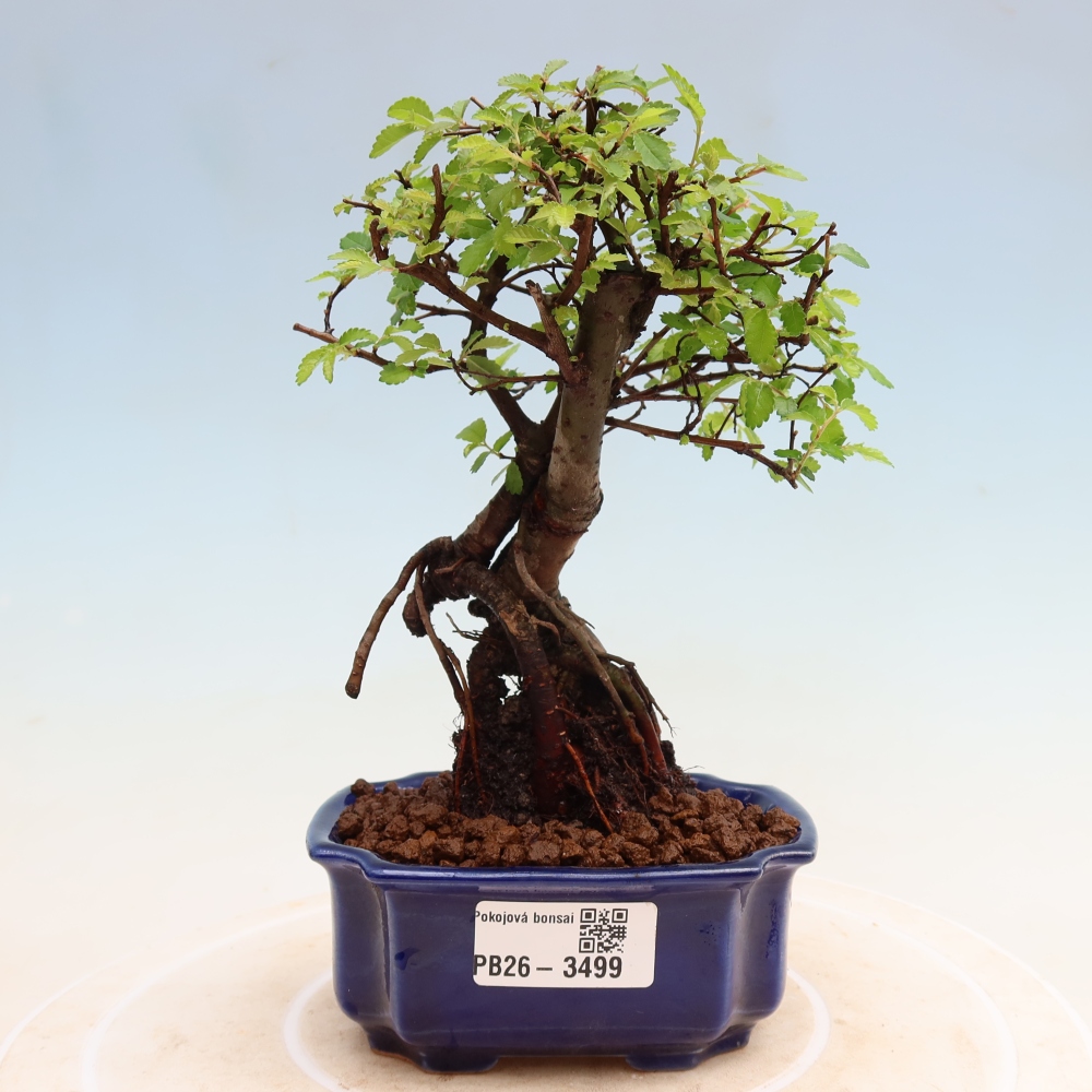 Szobai bonsai - Ulmus parvifolia - Kislevelű szilfa
