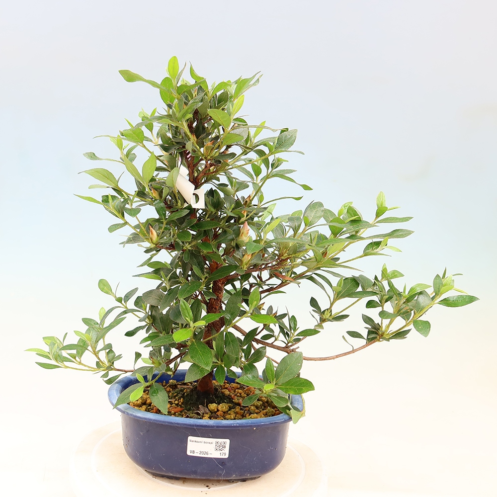 Kültéri bonsai - Japán azálea - Azalea Shinsei