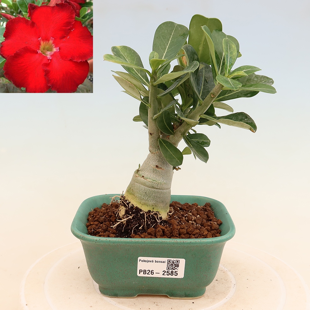 Szobabonsai – Adenium obesum Red Star – Sivatagi rózsa