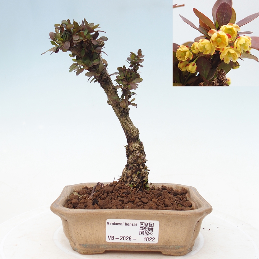 Kültéri bonsai - Berberis Thunbergii Bagatelle