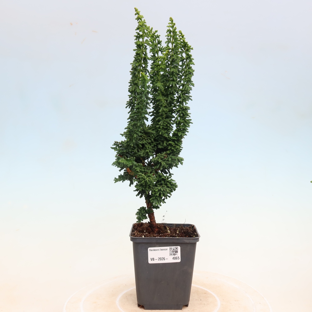 Kültéri bonsai - Cham. obtusa SEKKA HINOKI - Cifra ciprus