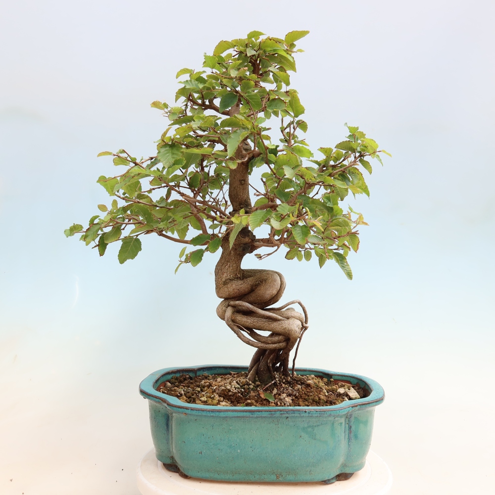 Kültéri bonsai -Carpinus CARPINOIDES - Koreai gyertyánfa