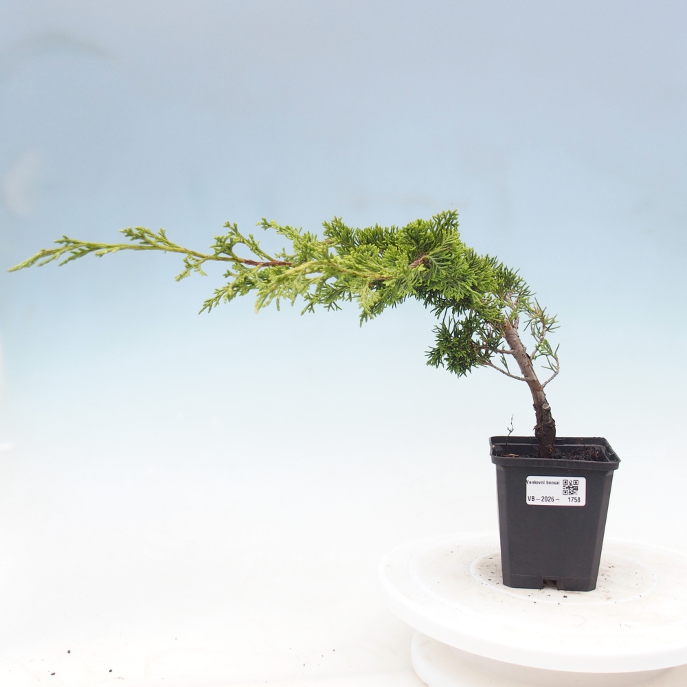 Kültéri bonsai - Juniperus chinensis Itoigawa