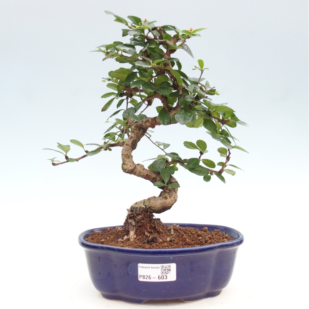 Szobai bonsai - Carmona macrophylla - Tea fuki