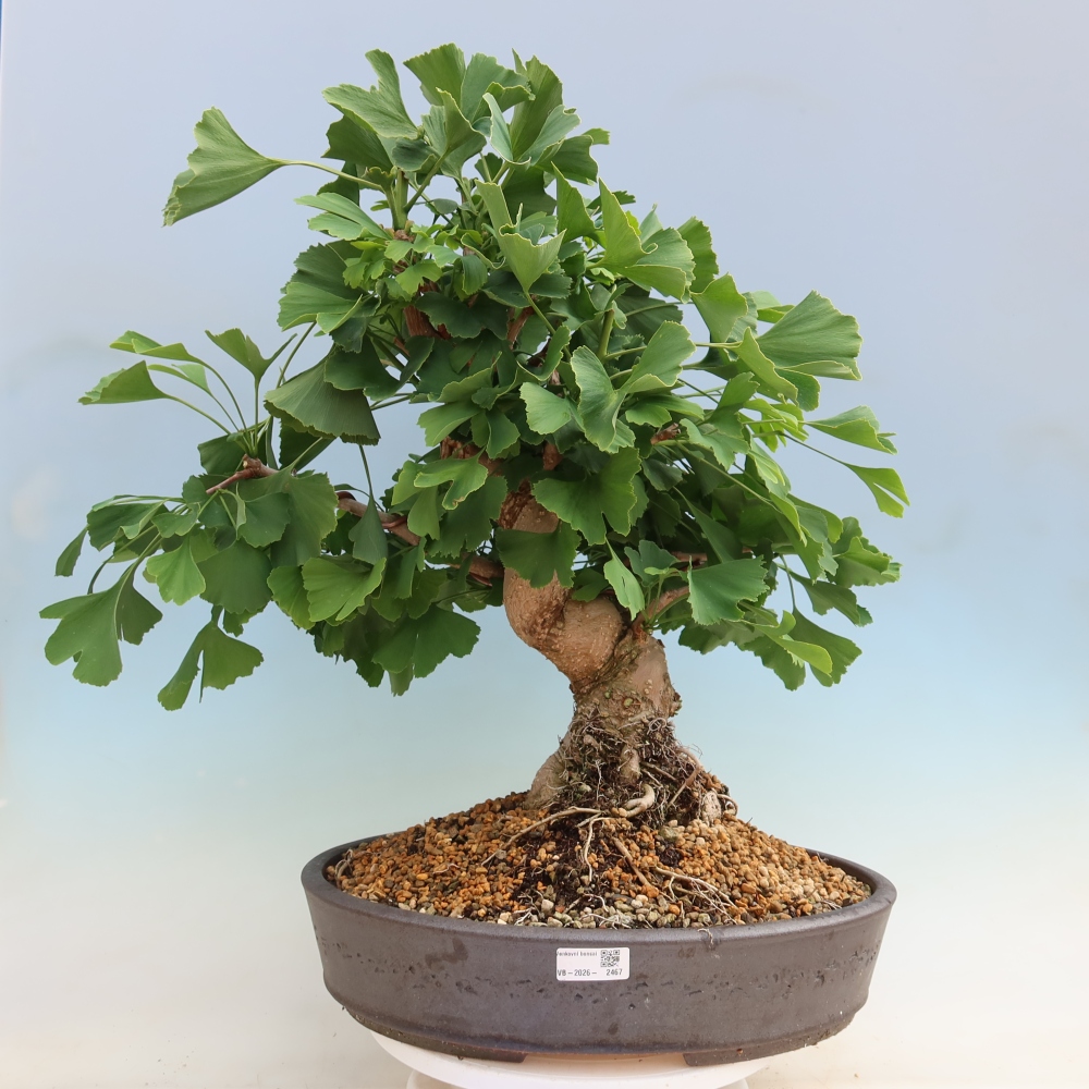 Kültéri bonsai - Ginkgo biloba - Ginkgo biloba