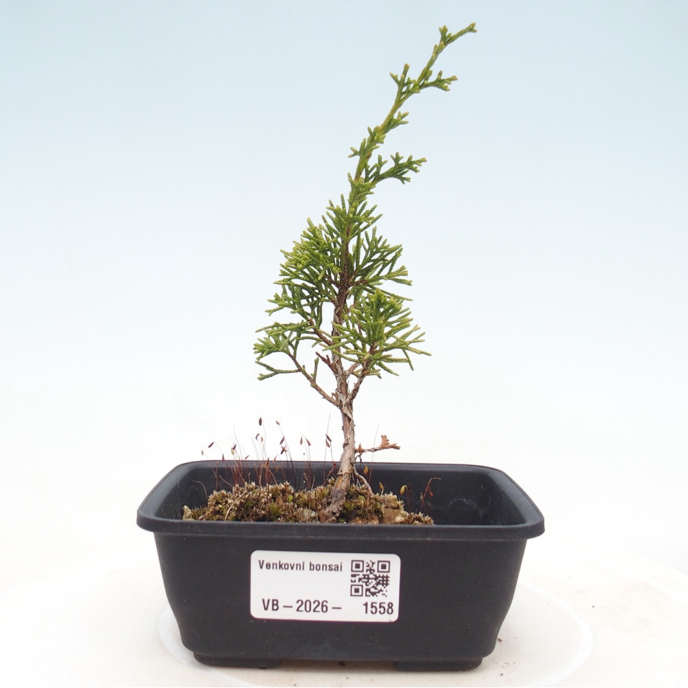 Kültéri bonsai - Juniperus chinensis Itoigawa