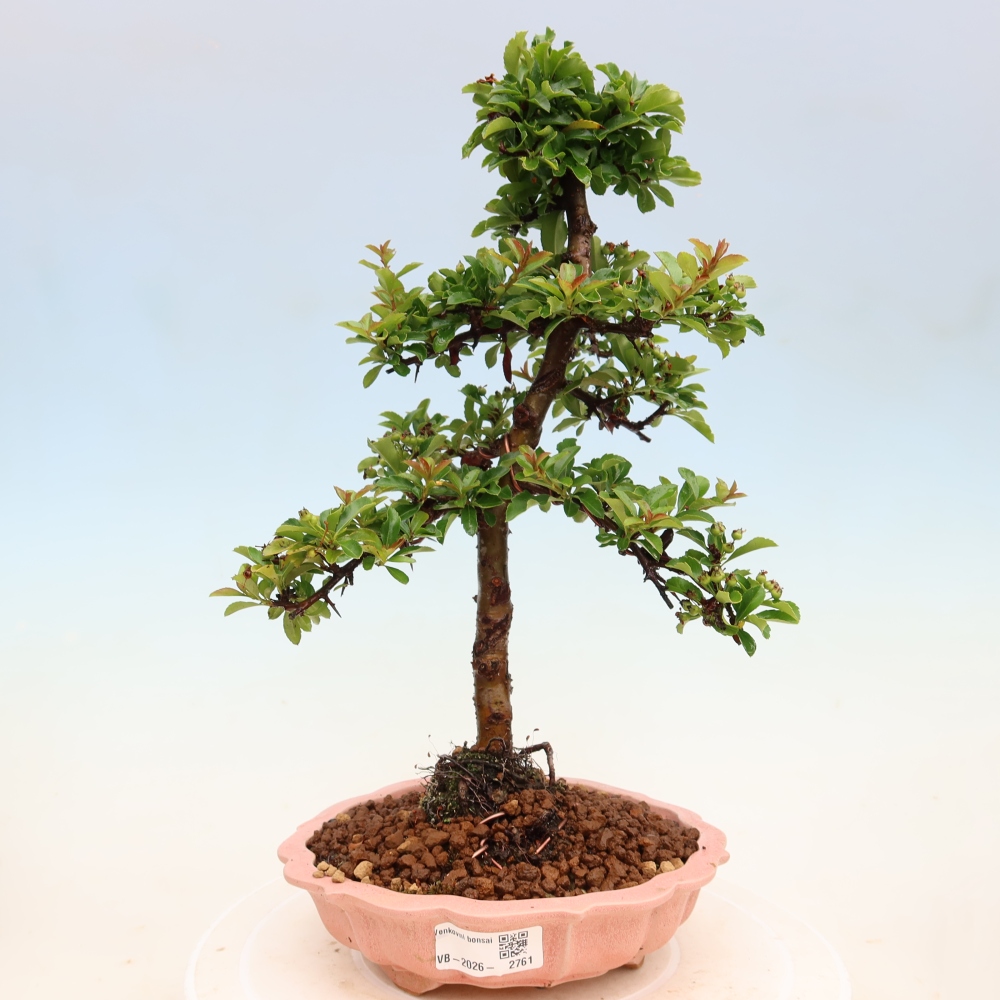 Kültéri bonsai – Pyracantha teton – Vörös tűzcserje