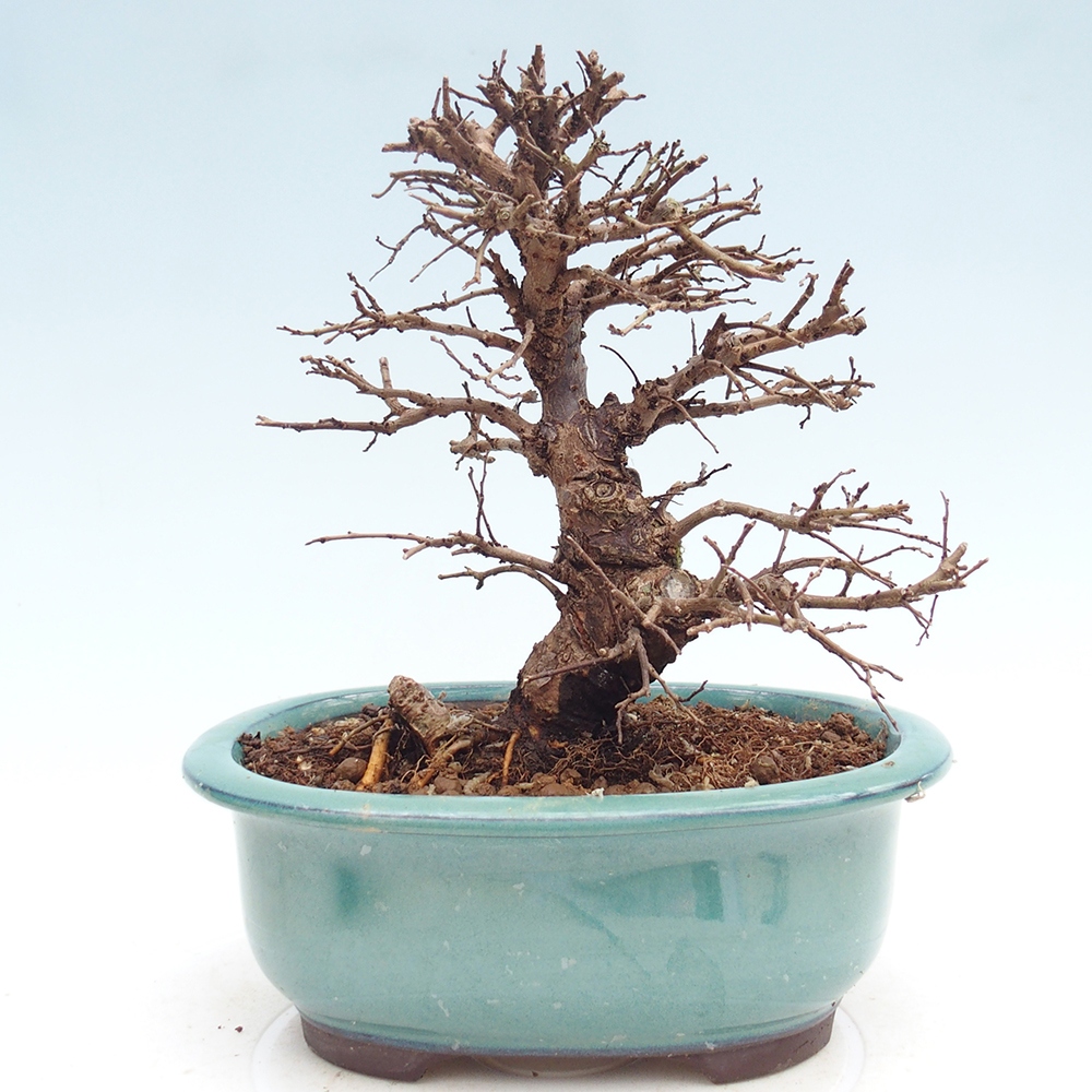 Kültéri bonsai - Zelkova - Zelkova NIRE