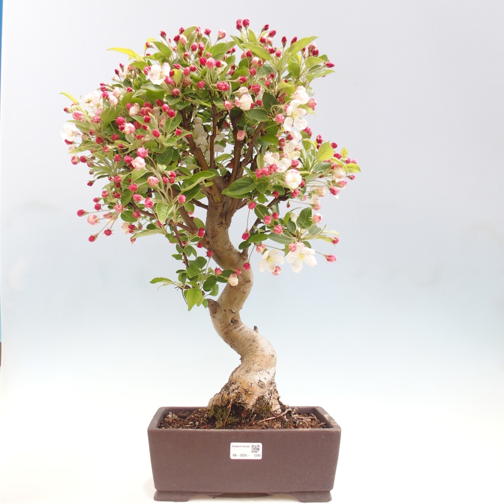 Kültéri bonsai -Malus halliana - Kis gyümölcsű almafa
