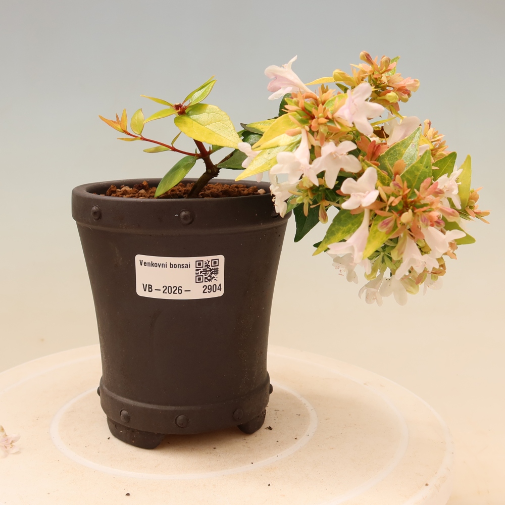 Kültéri bonsai – Abelia gr. Kleidoscope – Nagyvirágú abélia